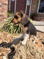 Lady, a female Beagle for sale in Augusta, MO – 5 of 6