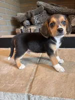 Luna, a female Beagle for sale in Augusta, MO – 1 of 10