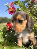 Duke, a male Beagle for sale in Augusta, MO – 5 of 9