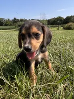 Buck, a male Beagle for sale in Augusta, MO – 2 of 10