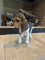 Clover, a female Beagle for sale in Augusta, MO – 8 of 10
