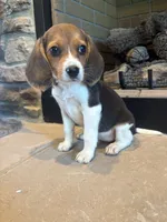 Blackberry, a female Beagle for sale in Augusta, MO – 2 of 10