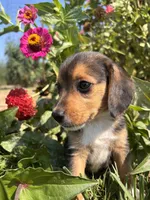 Duke, a male Beagle for sale in Augusta, MO – 7 of 9
