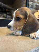 Duke, a male Beagle for sale in Augusta, MO – 6 of 8