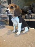 Blackberry, a female Beagle for sale in Augusta, MO – 7 of 10