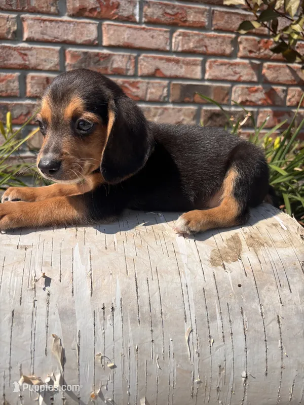 Buck – Beagle puppy for sale in Augusta, MO