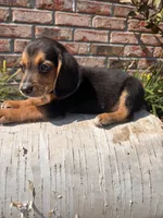 Buck, a male Beagle for sale in Augusta, MO – 1 of 10