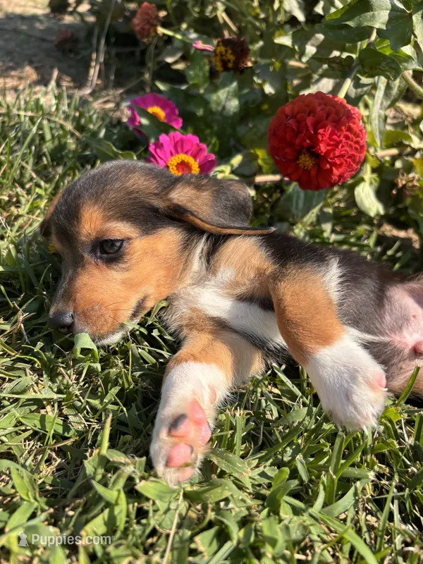 Duke – Beagle puppy for sale in Augusta, MO