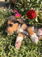 Duke, a male Beagle for sale in Augusta, MO – 1 of 9