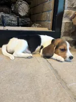 Duke, a male Beagle for sale in Augusta, MO – 2 of 8