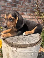 Buck, a male Beagle for sale in Augusta, MO – 10 of 10