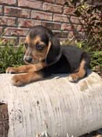 Buck, a male Beagle for sale in Augusta, MO – 8 of 10