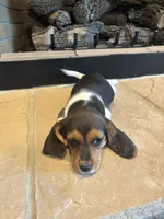 Clover, a female Beagle for sale in Augusta, MO – 2 of 10
