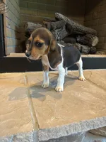Clover, a female Beagle for sale in Augusta, MO – 6 of 10