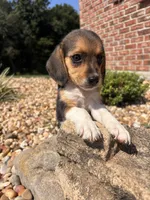Lady, a female Beagle for sale in Augusta, MO – 2 of 6