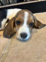 Duke, a male Beagle for sale in Augusta, MO – 7 of 8