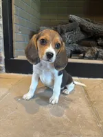 Blackberry, a female Beagle for sale in Augusta, MO – 6 of 10