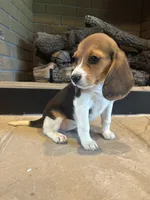 Blackberry, a female Beagle for sale in Augusta, MO – 9 of 10
