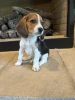 Buck, a male Beagle for sale in Augusta, MO – 9 of 10