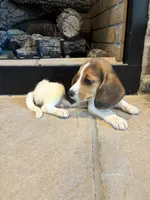 Duke, a male Beagle for sale in Augusta, MO – 1 of 8