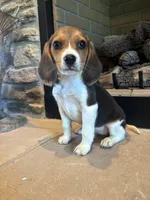 Blackberry, a female Beagle for sale in Augusta, MO – 8 of 10