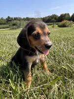 Buck, a male Beagle for sale in Augusta, MO – 9 of 10