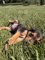 Buck, a male Beagle for sale in Augusta, MO – 7 of 10