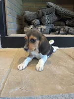 Clover, a female Beagle for sale in Augusta, MO – 3 of 10