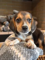 Buddy, a male Beagle for sale in Augusta, MO – 9 of 9