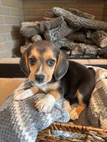 Luna, a female Beagle for sale in Augusta, MO – 5 of 10