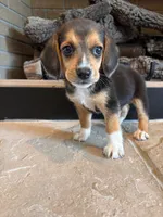 Luna, a female Beagle for sale in Augusta, MO – 9 of 10