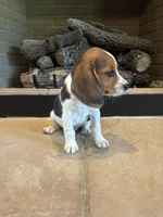 Buck, a male Beagle for sale in Augusta, MO – 10 of 10