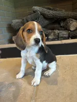 Buck, a male Beagle for sale in Augusta, MO – 8 of 10