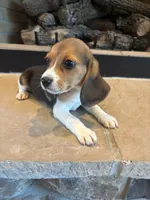 Blackberry, a female Beagle for sale in Augusta, MO – 10 of 10