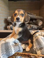 Luna, a female Beagle for sale in Augusta, MO – 8 of 10
