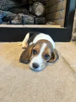 Duke, a male Beagle for sale in Augusta, MO – 5 of 8