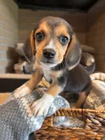 Luna, a female Beagle for sale in Augusta, MO – 2 of 10