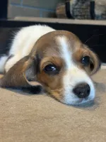 Duke, a male Beagle for sale in Augusta, MO – 4 of 8