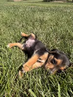 Buck, a male Beagle for sale in Augusta, MO – 4 of 10