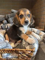 Luna, a female Beagle for sale in Augusta, MO – 10 of 10