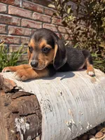 Buck, a male Beagle for sale in Augusta, MO – 6 of 10