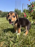 Duke, a male Beagle for sale in Augusta, MO – 4 of 9