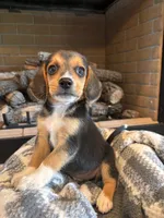 Luna, a female Beagle for sale in Augusta, MO – 4 of 10