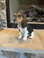 Clover, a female Beagle for sale in Augusta, MO – 9 of 10