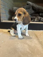 Blackberry, a female Beagle for sale in Augusta, MO – 4 of 10