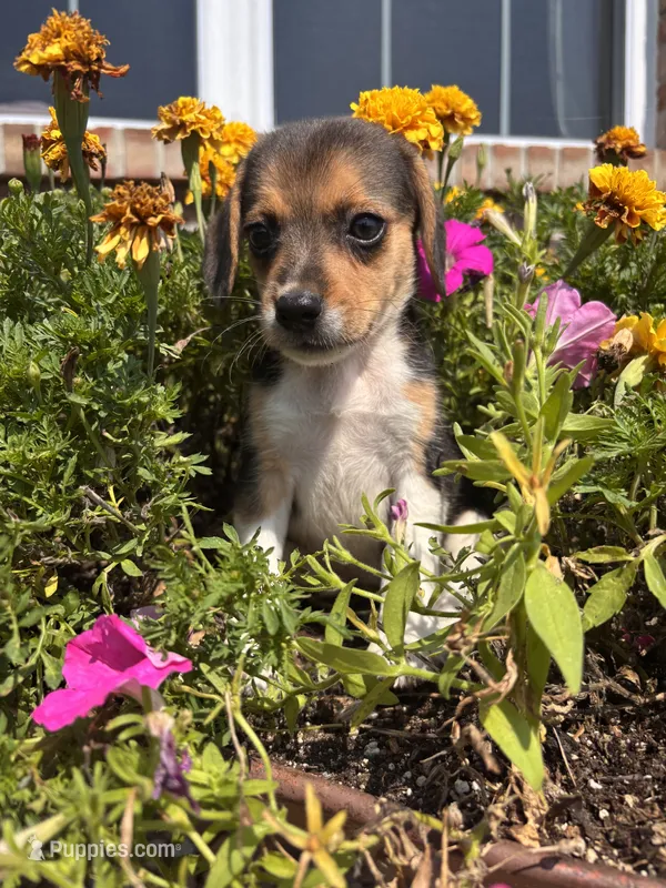 Lady – Beagle puppy for sale in Augusta, MO