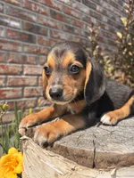Buck, a male Beagle for sale in Augusta, MO – 3 of 10