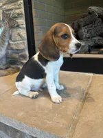 Buck, a male Beagle for sale in Augusta, MO – 2 of 10