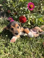 Duke, a male Beagle for sale in Augusta, MO – 8 of 9