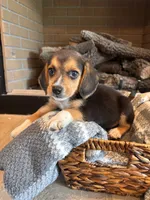 Buddy, a male Beagle for sale in Augusta, MO – 3 of 9